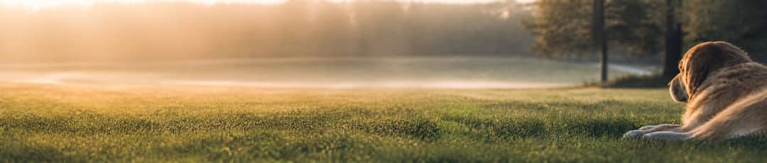 CareCredit for pet cremation in DFW