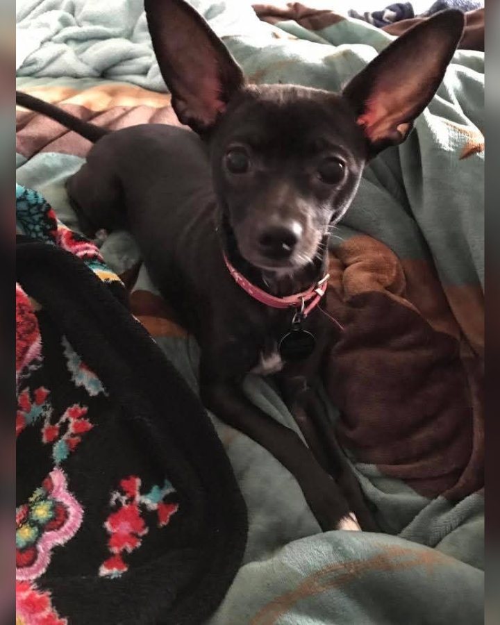 Bella