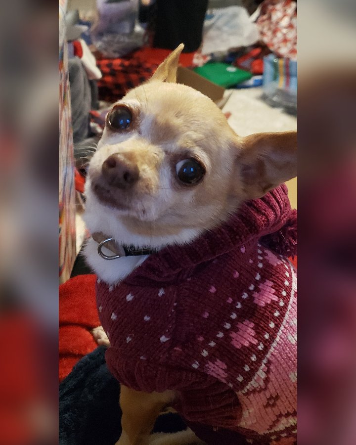 Bella