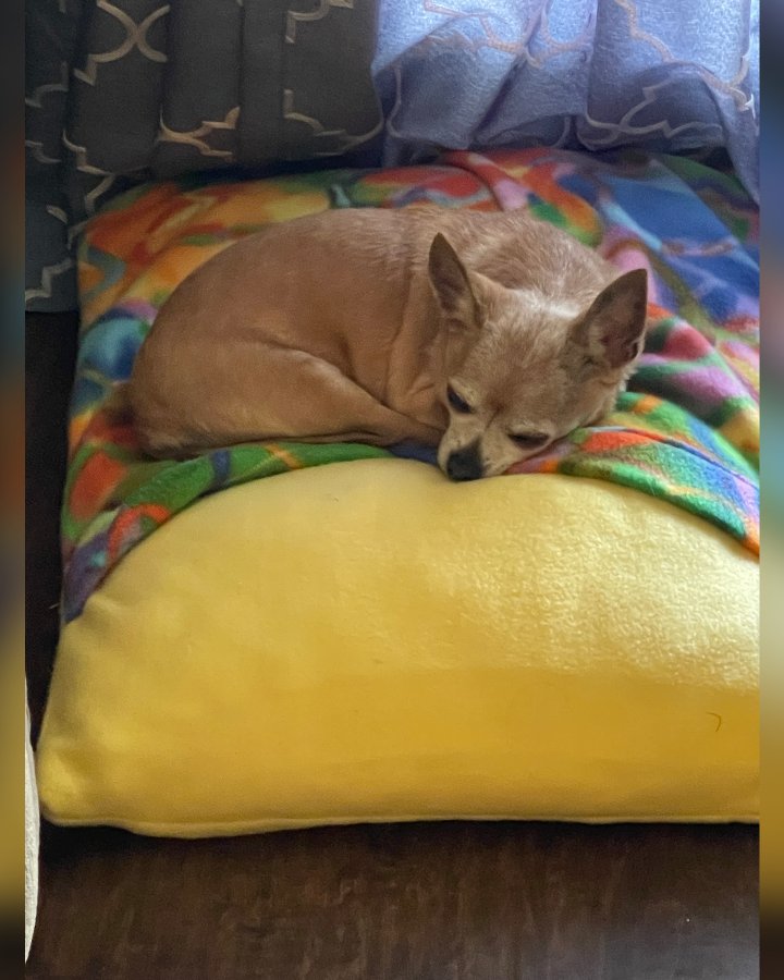 Chico