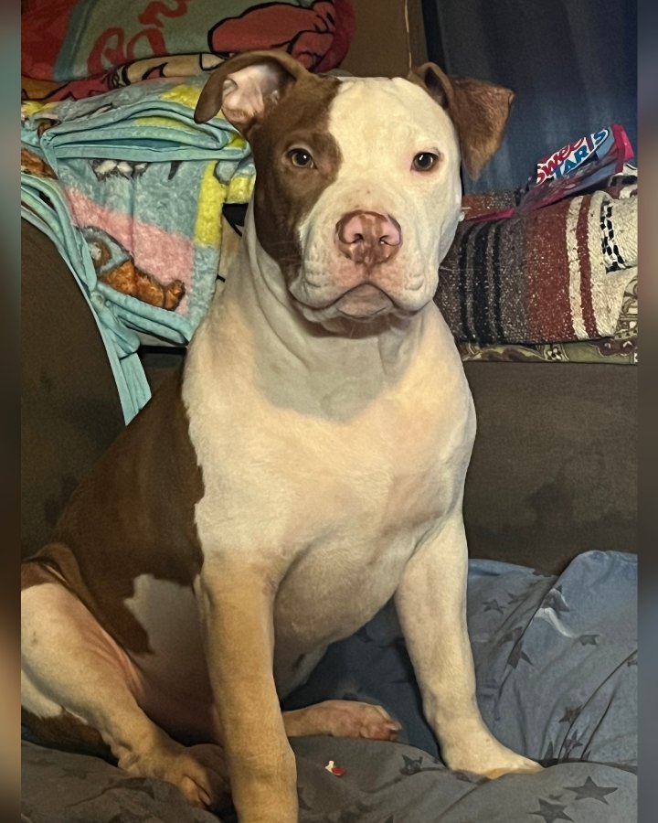 Drako