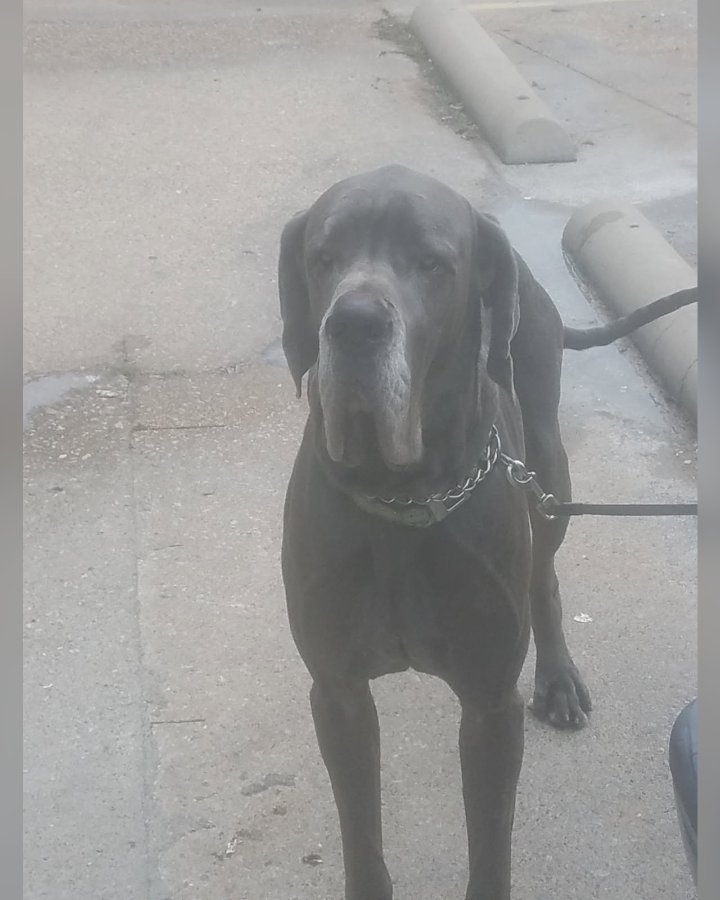 Duke the Dude
