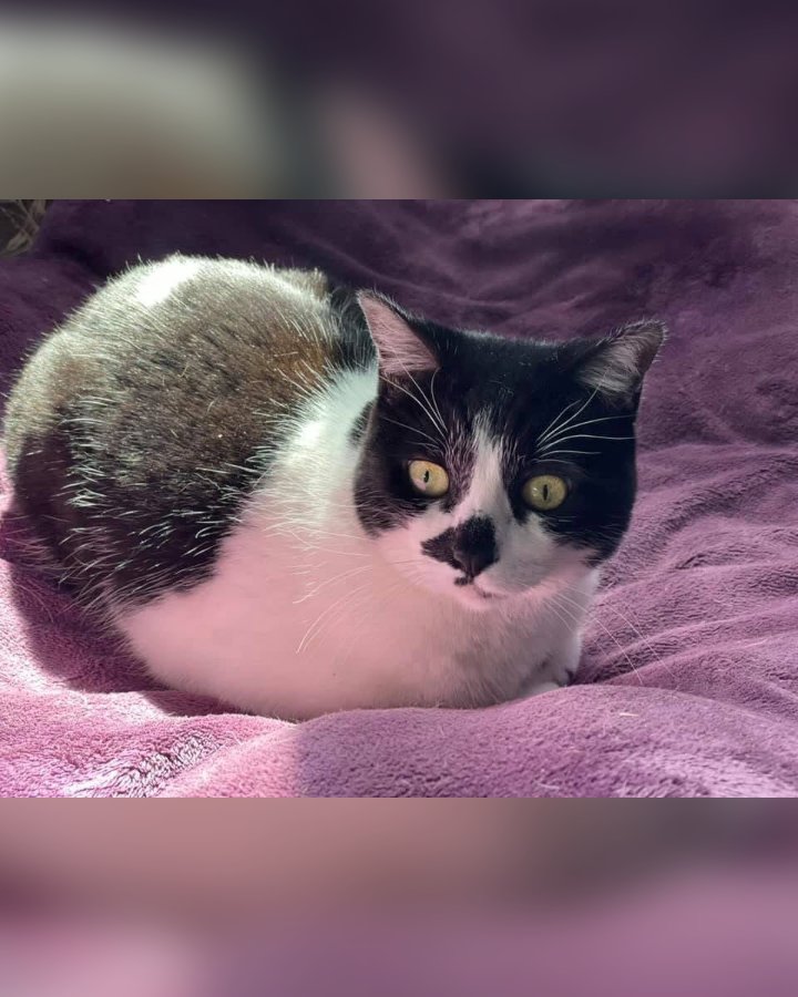 Oreo