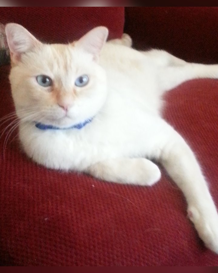 Peaches