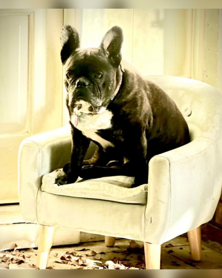Sarge