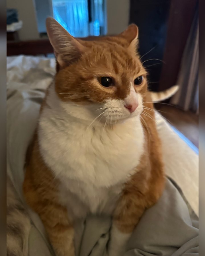 Snickers