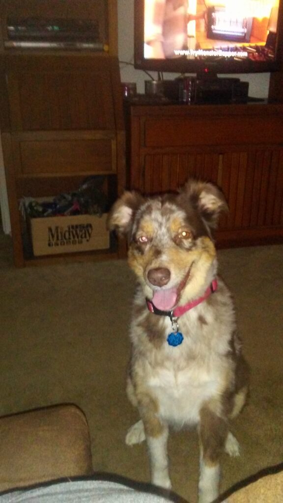 Miss Dazy Dog