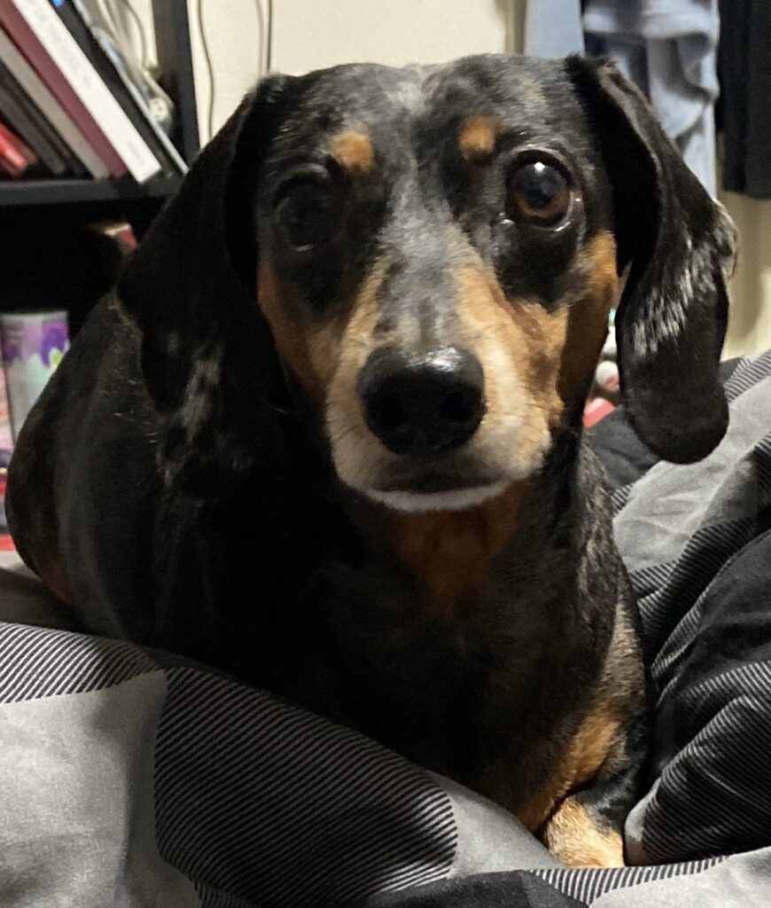 Sophie (Dachsund)