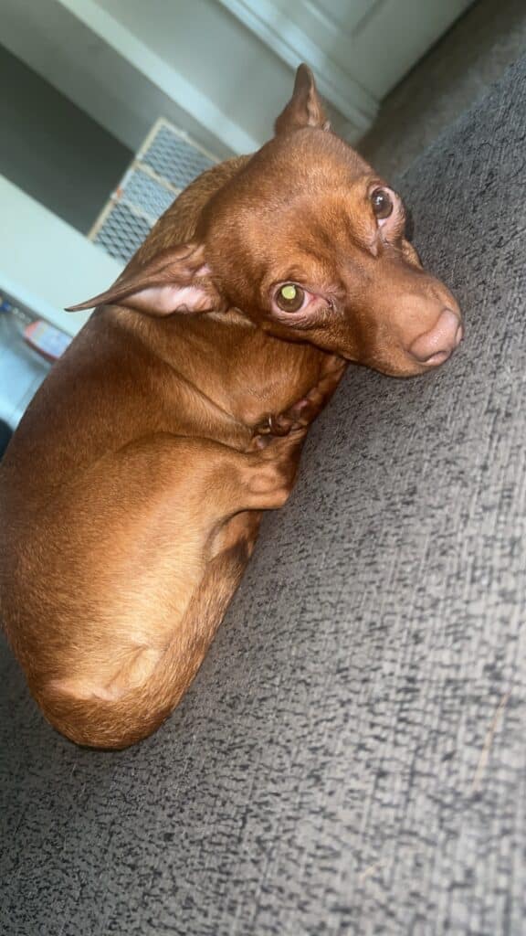 Gizmo (Chiweenie)