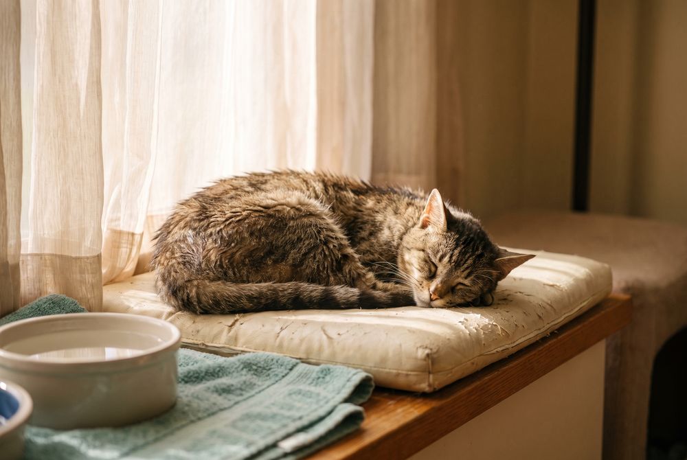 Senior Cat Quality of Life senior cat quality of life