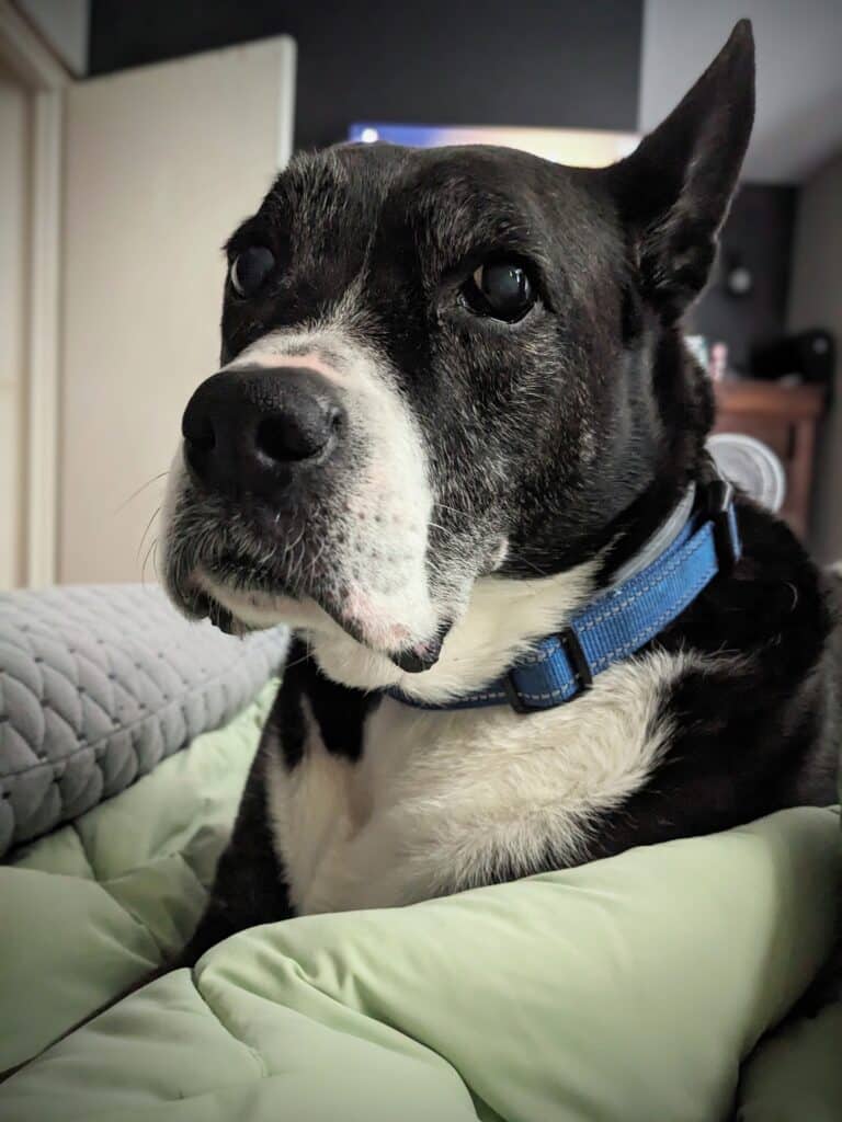 Cosmo