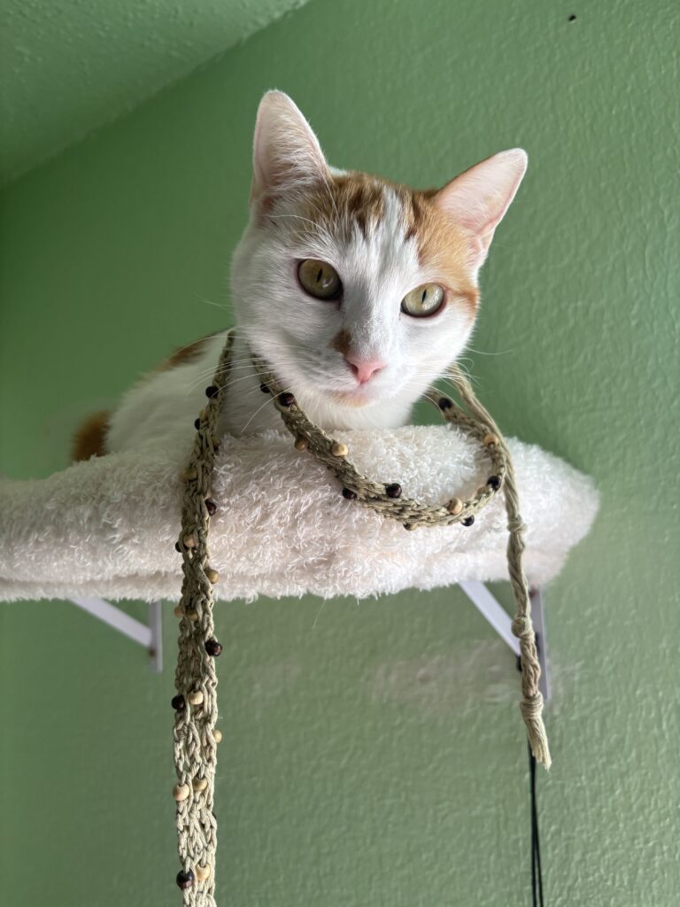 Baby (my dearest calico)