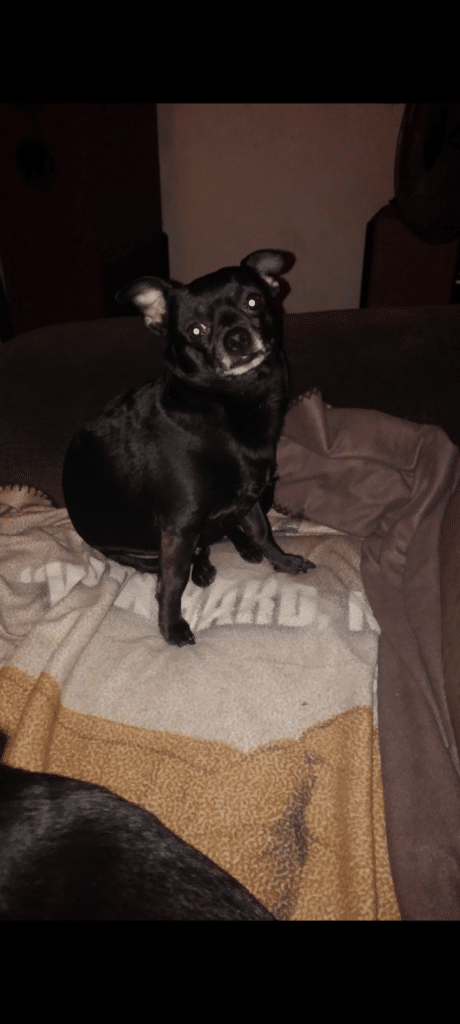 Scooter (Chihuahua)